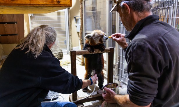 Red Pandas and Beyond: Care and Conservation at the Santa Barbara Zoo