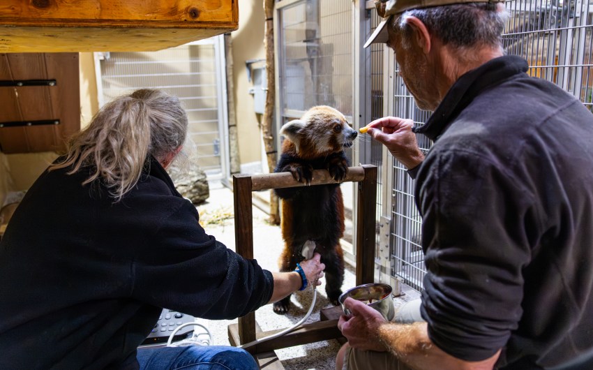Red Pandas and Beyond: Care and Conservation at the Santa Barbara Zoo