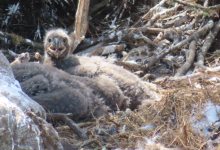 Bald Eagles Celebrate Another Successful Nesting Season on Channel Islands