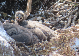 Bald Eagles Celebrate Another Successful Nesting Season on Channel Islands