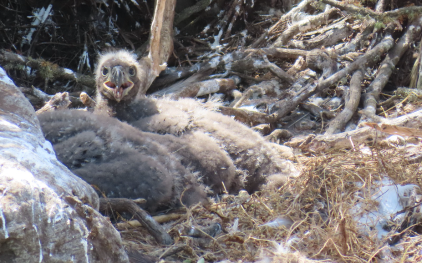 Bald Eagles Celebrate Another Successful Nesting Season on Channel Islands