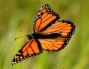 Milkweed, Migration, and Monarchs Lecture