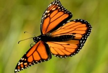 Milkweed, Migration, and Monarchs Lecture