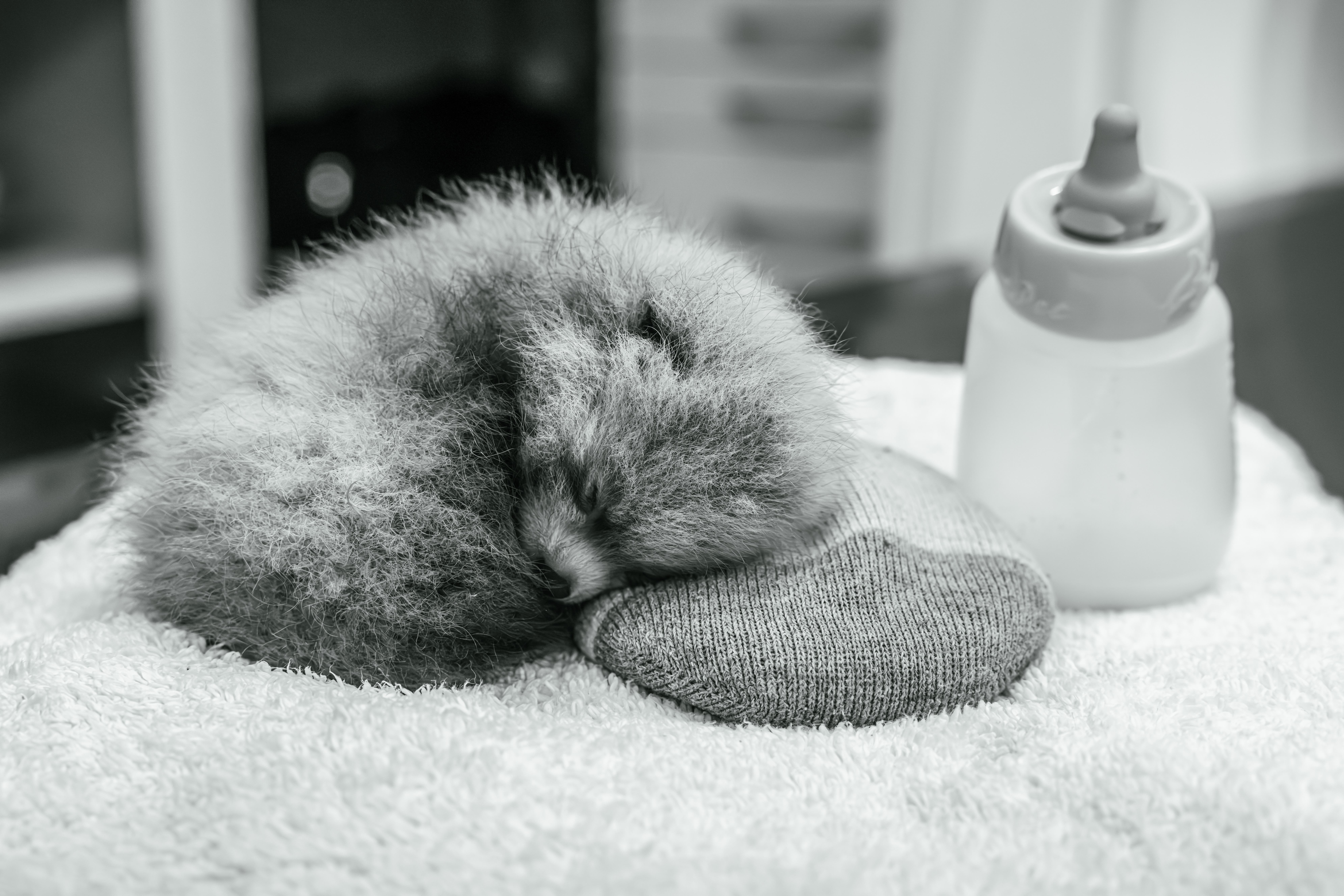 Santa Barbara Zoo Mourns Loss of Second Red Panda Cub