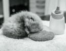 Santa Barbara Zoo Mourns Loss of Second Red Panda Cub