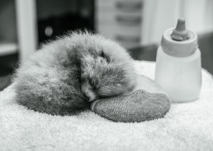 Santa Barbara Zoo Mourns Loss of Second Red Panda Cub