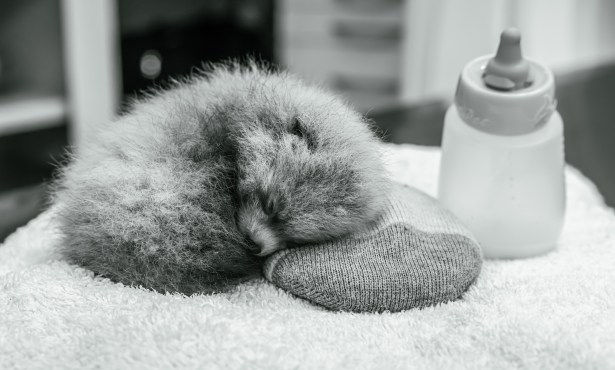 Santa Barbara Zoo Mourns Loss of Second Red Panda Cub