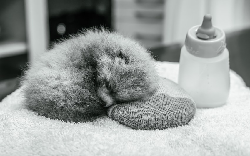 Santa Barbara Zoo Mourns Loss of Second Red Panda Cub