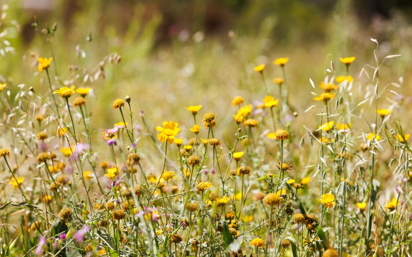 Keep Goleta Country?