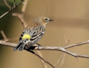 Morning Bird Walk at S.B. Botanic Garden