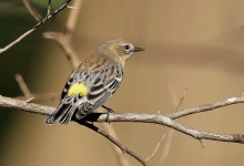 Morning Bird Walk at S.B. Botanic Garden