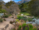 Landscape Design Basics with CA Native Plants