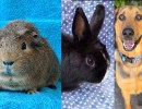 Chomper, Oswald, and Sony