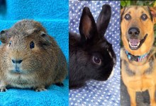Chomper, Oswald, and Sony