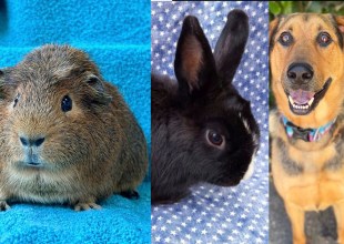 Chomper, Oswald, and Sony