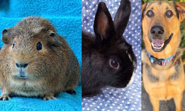 Chomper, Oswald, and Sony