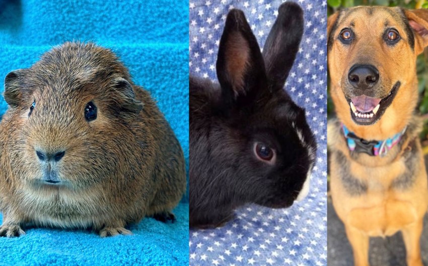 Chomper, Oswald, and Sony