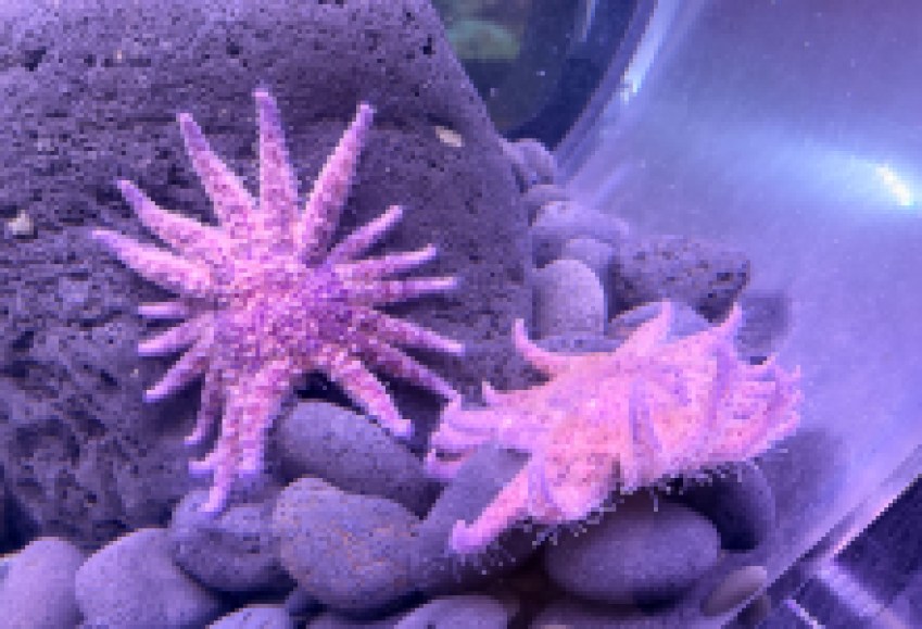 Endangered Sunflower Stars Return to Sea Center
