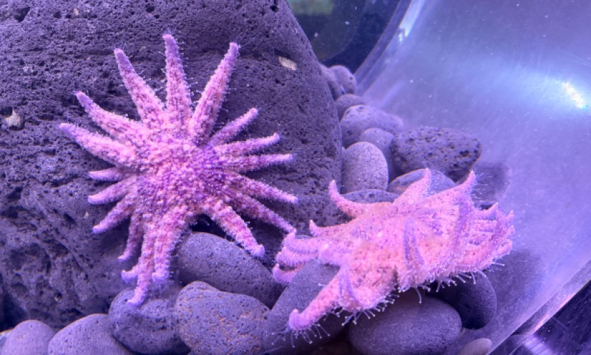 Endangered Sunflower Stars Return to Sea Center