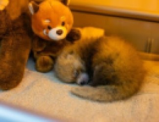 Santa Barbara Zoo Suffers Loss of One Red Panda Cub; Sibling Transferred to Incubator & Receiving Specialized Veterinary Care