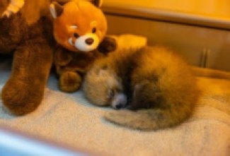 Santa Barbara Zoo Suffers Loss of One Red Panda Cub; Sibling Transferred to Incubator & Receiving Specialized Veterinary Care