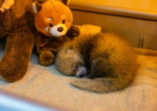 Santa Barbara Zoo Suffers Loss of One Red Panda Cub; Sibling Transferred to Incubator & Receiving Specialized Veterinary Care