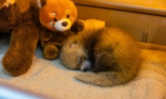 Santa Barbara Zoo Suffers Loss of One Red Panda Cub; Sibling Transferred to Incubator & Receiving Specialized Veterinary Care