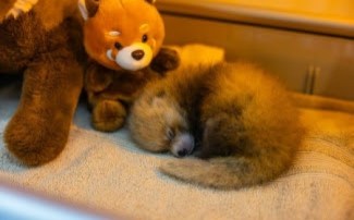 Santa Barbara Zoo Suffers Loss of One Red Panda Cub; Sibling Transferred to Incubator & Receiving Specialized Veterinary Care