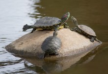 Preparing to Age in Place: Lunch & Learn Webinar