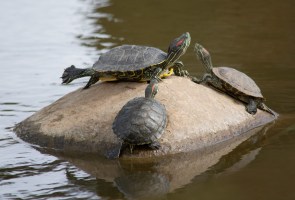 Preparing to Age in Place: Lunch & Learn Webinar