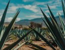 Natural History of Mezcal and Agave Spirits