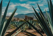 Natural History of Mezcal and Agave Spirits