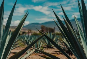 Natural History of Mezcal and Agave Spirits