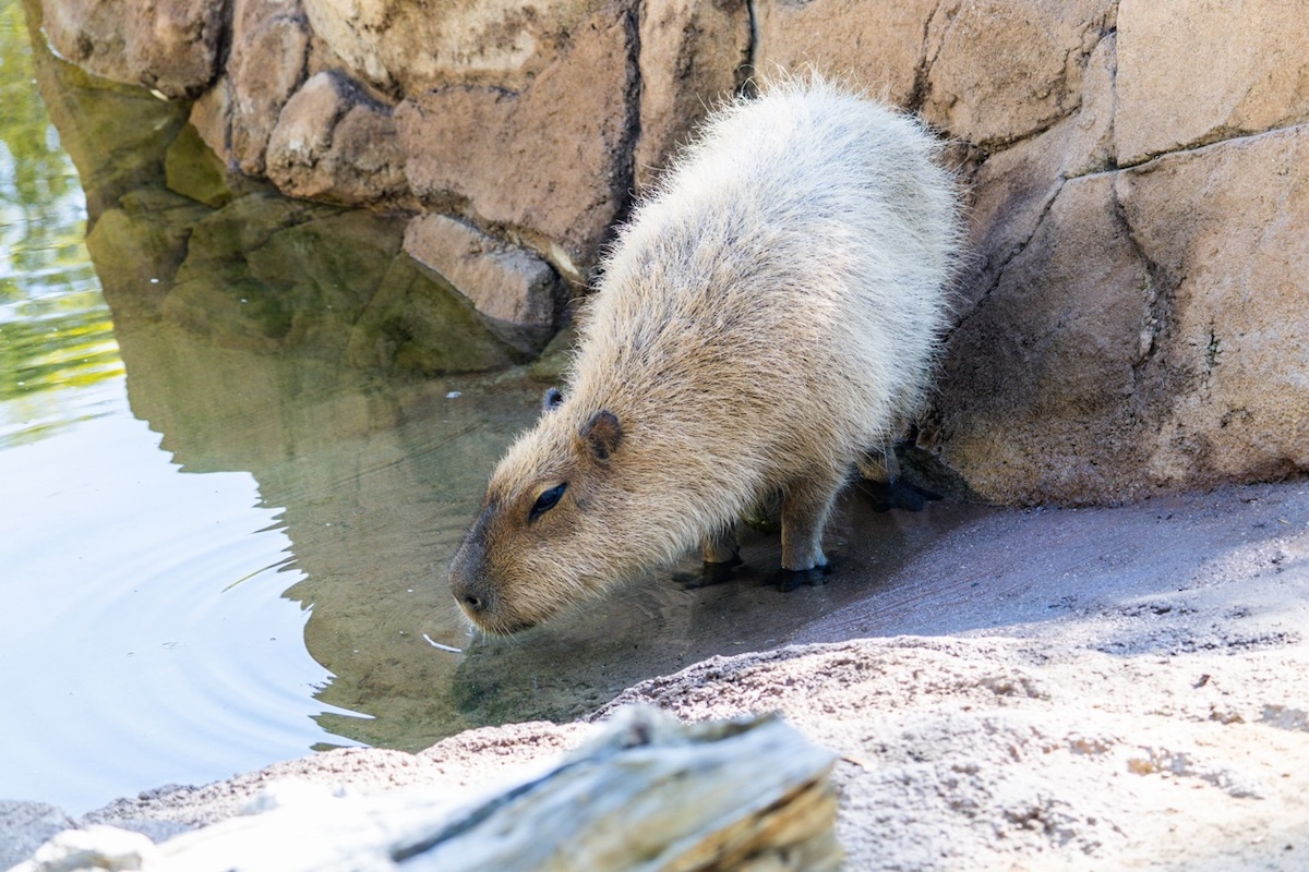 Santa Barbara Zoo Euthanizes One Capybara, Announces Another Has Cancer