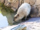 Santa Barbara Zoo Euthanizes One Capybara, Announces Another Has Cancer