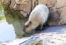Santa Barbara Zoo Euthanizes One Capybara, Announces Another Has Cancer