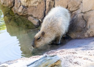 Santa Barbara Zoo Euthanizes One Capybara, Announces Another Has Cancer