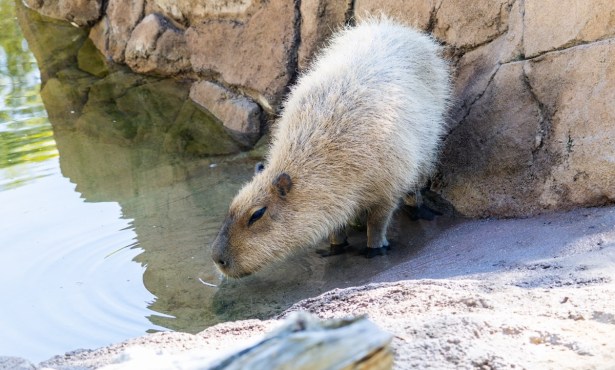 Santa Barbara Zoo Euthanizes One Capybara, Announces Another Has Cancer
