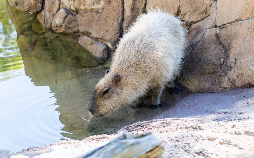 Santa Barbara Zoo Euthanizes One Capybara, Announces Another Has Cancer