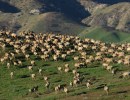 The Thundering Hooves of the Carrizo Plain Tule Elk
