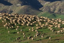 The Thundering Hooves of the Carrizo Plain Tule Elk
