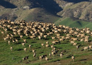 The Thundering Hooves of the Carrizo Plain Tule Elk