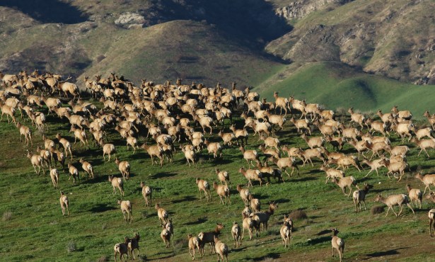 The Thundering Hooves of the Carrizo Plain Tule Elk