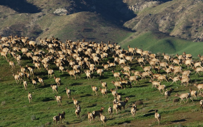The Thundering Hooves of the Carrizo Plain Tule Elk