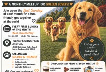 Golden Sundays: A Golden Retriever Gathering