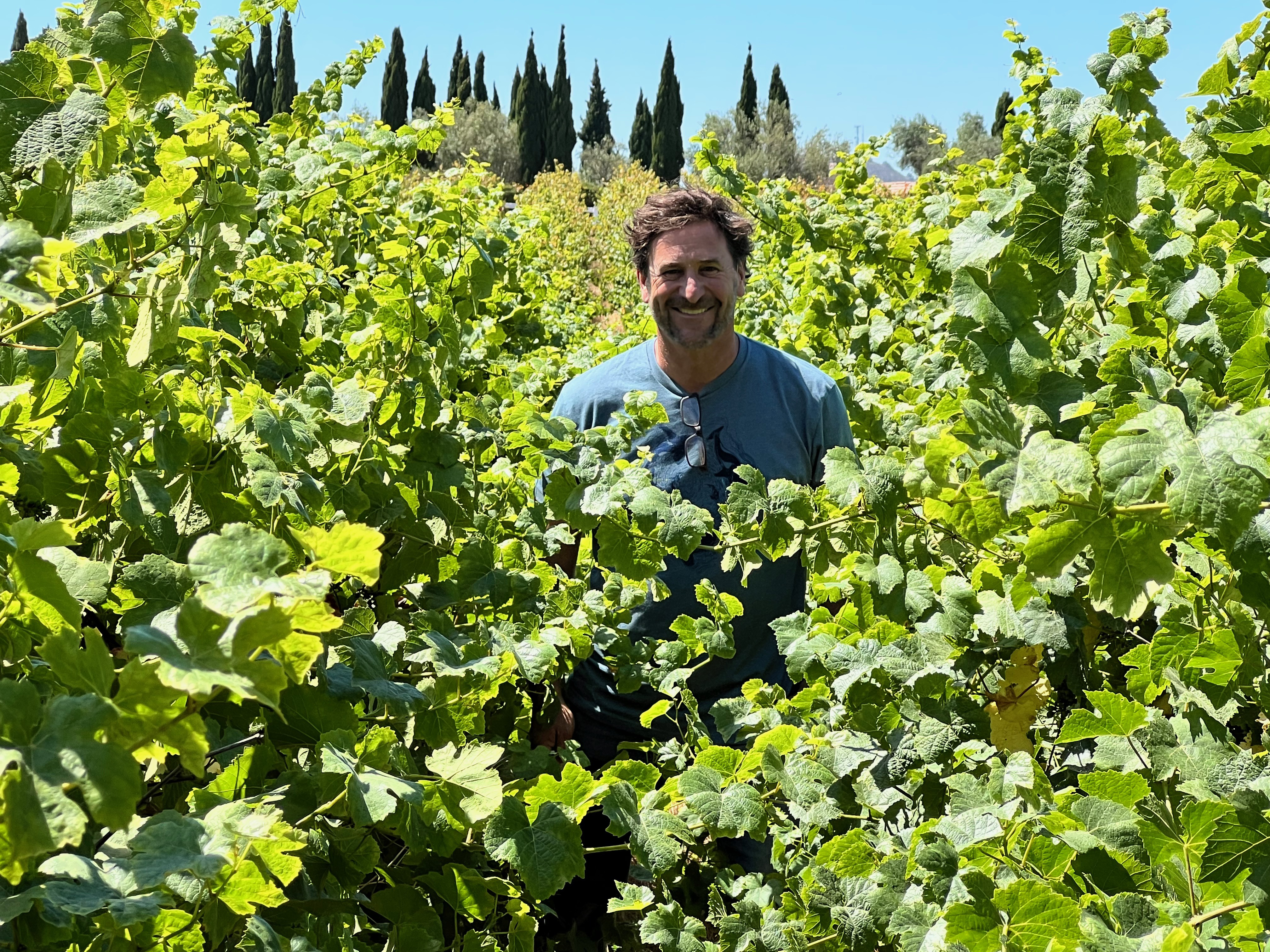 Wine Harvest Starts Super Early, But Could End Closer to Normal
