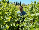 Wine Harvest Starts Super Early, But Could End Closer to Normal 