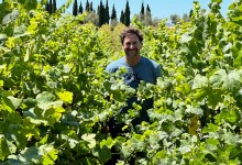 Wine Harvest Starts Super Early, But Could End Closer to Normal 