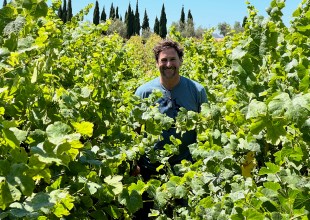 Wine Harvest Starts Super Early, But Could End Closer to Normal 