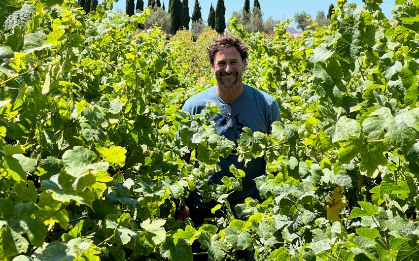 Wine Harvest Starts Super Early, But Could End Closer to Normal 
